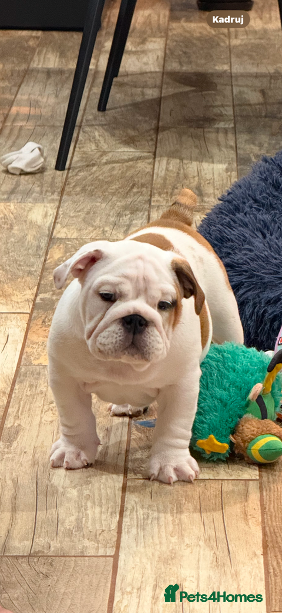 English Bulldog dogs for stud: Gold 🥇Health Tested KC registered Boy in Newport - Advert 19