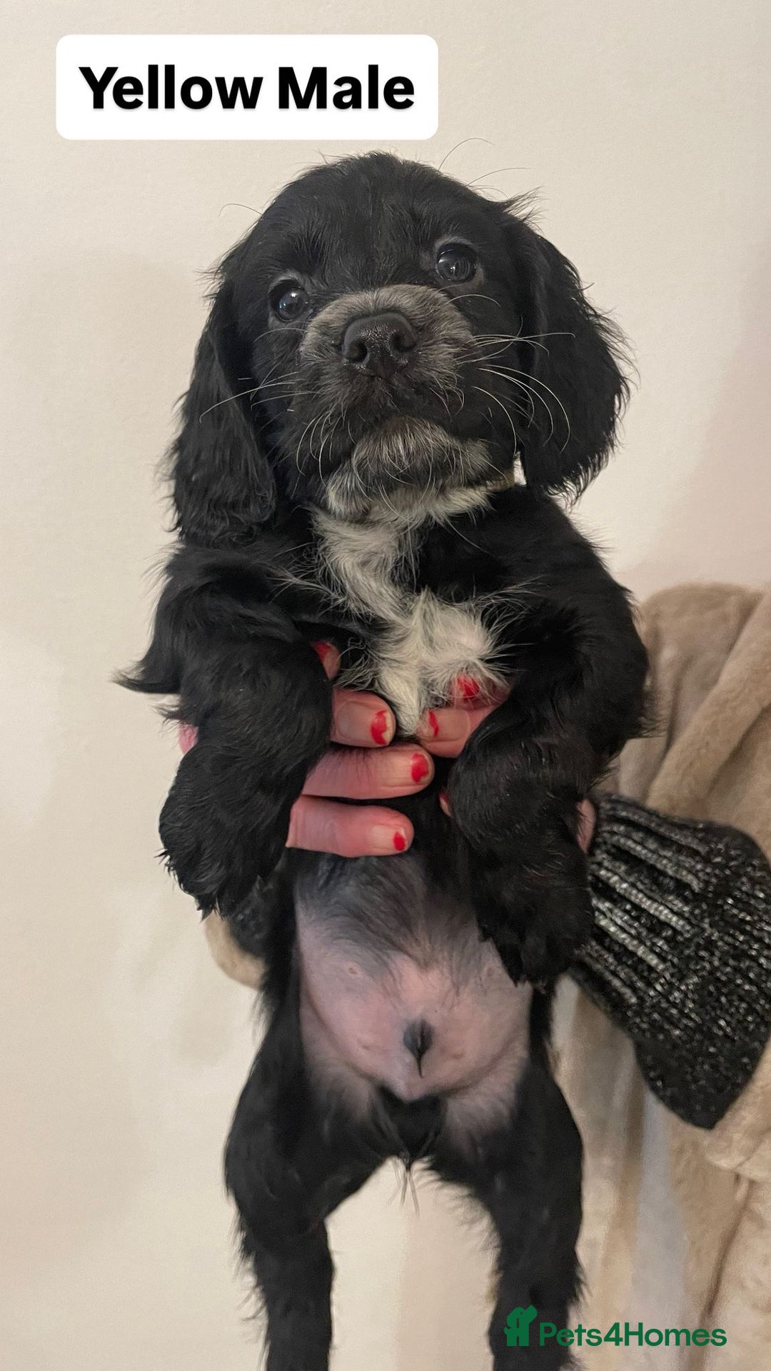 Sprocker dogs for sale: Sproker Spaniels For Sale - Advert 10