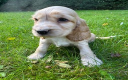 Cocker Spaniel dogs for sale: BEAUTIFUL KC SHOW TYPE COCKER SPANIELS  - Image 18