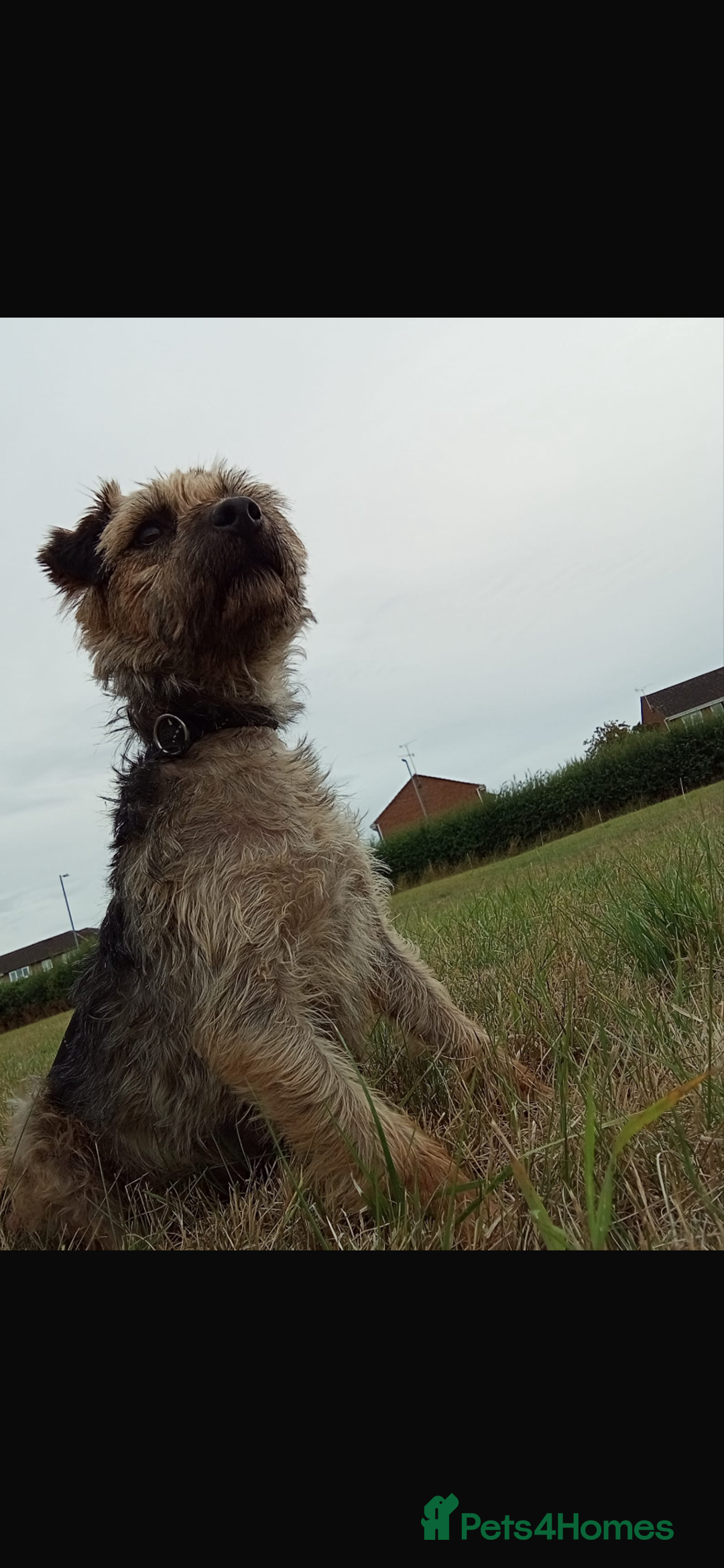 Border Terrier dogs for sale: Border terrier pups  - Image 14