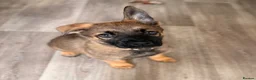 Mixed Breed dogs for sale: 1 boy and 1 girl remaining from the litter - Advert 3