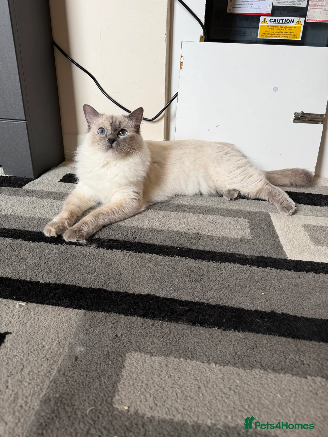 Ragdoll cats for sale: Ragdoll x BSH  - Advert 1
