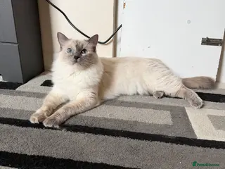 Ragdoll cats Ragdoll x BSH - Advert 1