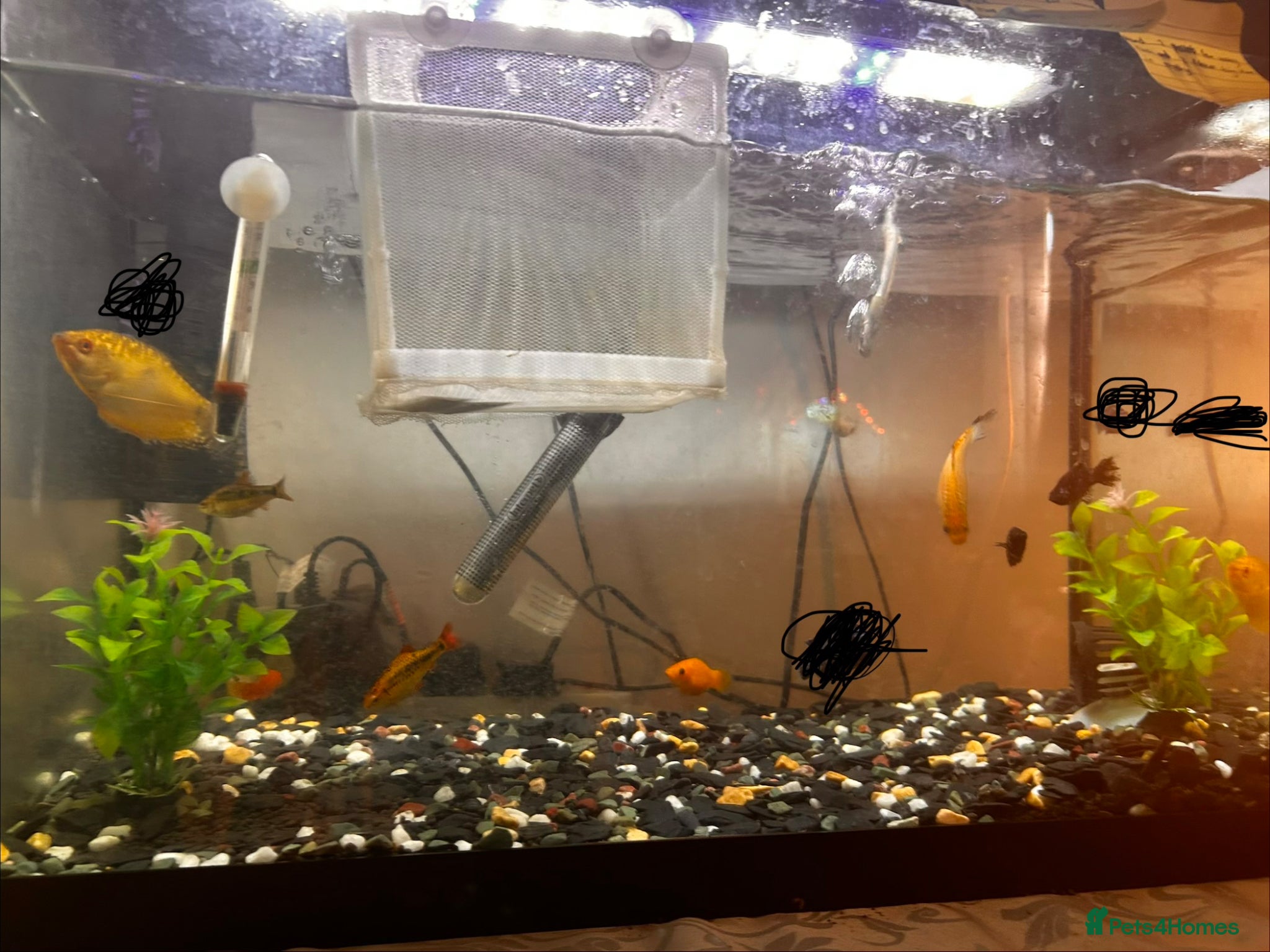 Other/Mixed Breed fish All fishes in the photos for sale - Advert 5