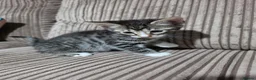 Bengal cats for sale: 2 Male Bengal cross DSH  - Advert 12