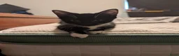 Mixed Breed cats for sale: 2 gorgeous tuxedo kittens - Advert 2