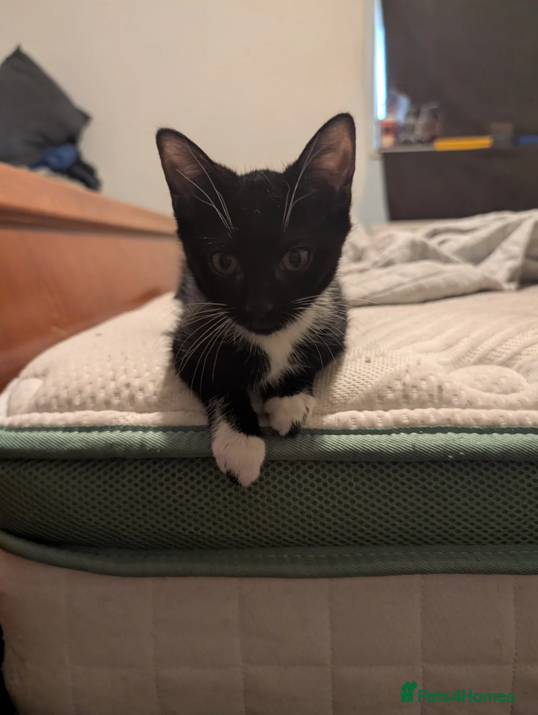 Mixed Breed cats for sale: 2 gorgeous tuxedo kittens - Advert 2