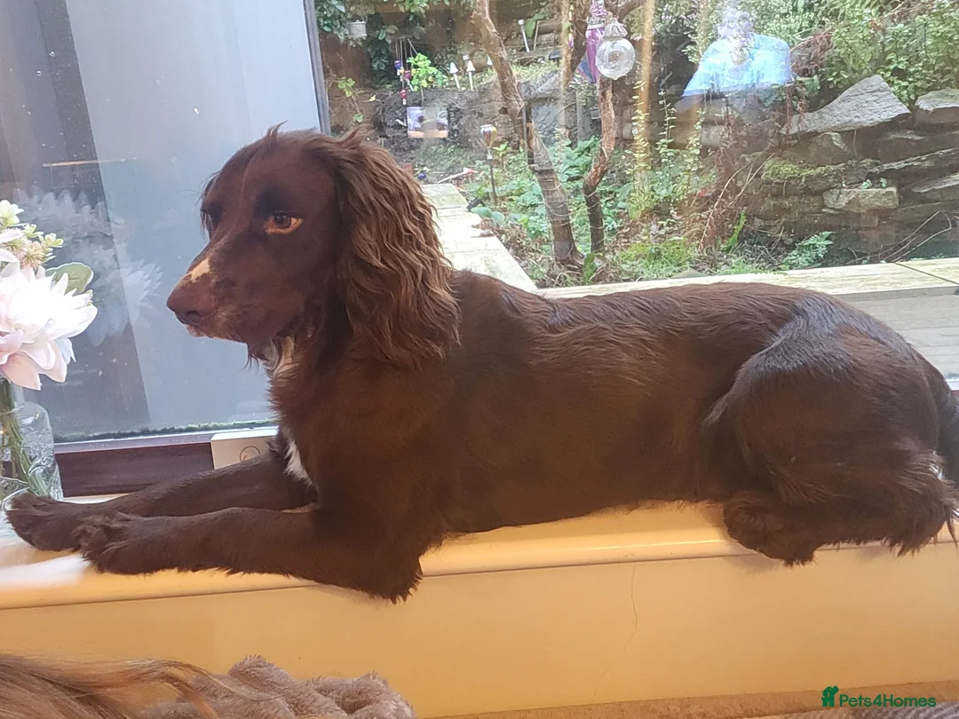 Cocker Spaniel dogs for sale: 1.5yr old cocker Spaniel for sale.  - Advert 2