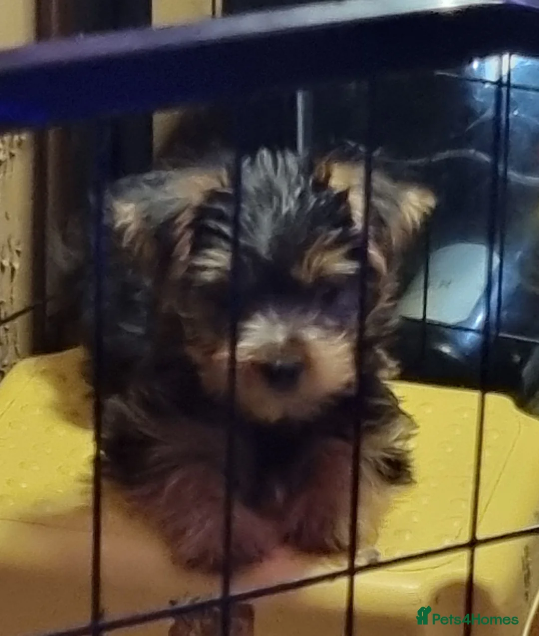 Yorkshire Terrier dogs for sale: Yorkshire terrier puppies  - Advert 1