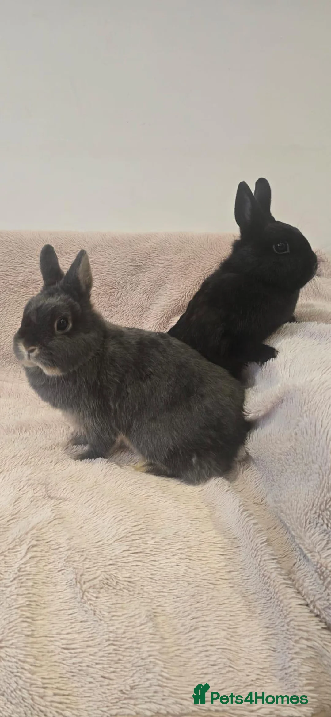 Netherland Dwarf rabbits for sale: Two Female Netherland Dwarf Rabbits for Sale  - Advert 9