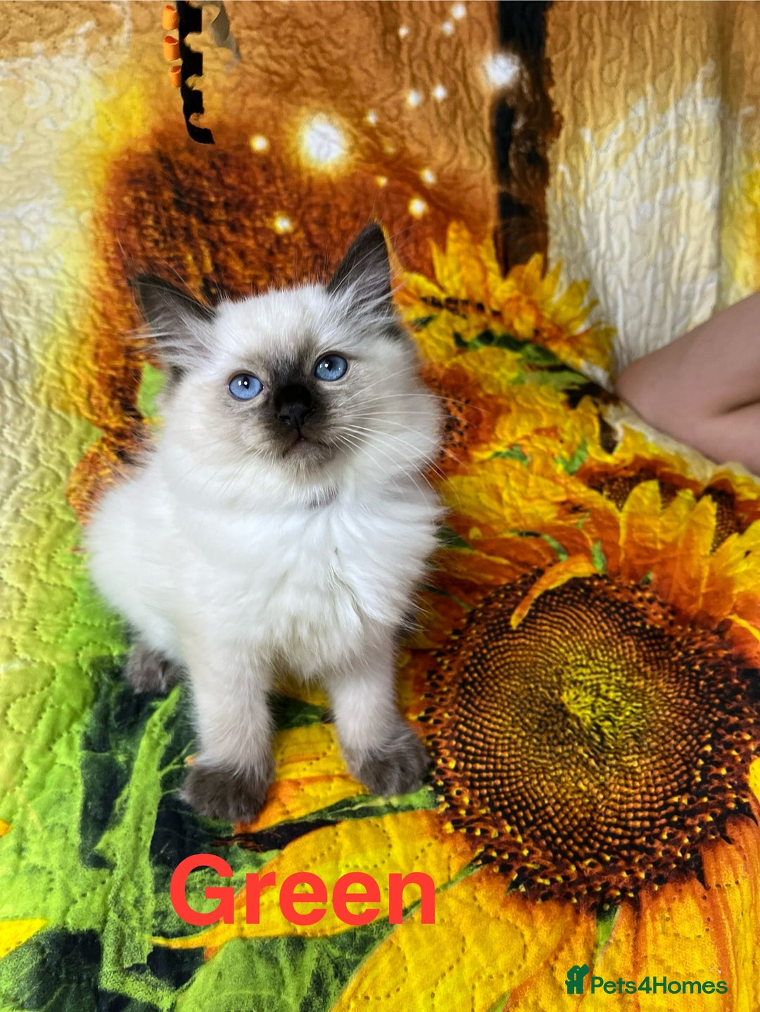 Ragdoll cats for sale: 🐈❤️5 Pure Ragdolls Waiting for Loving Family❗️❤️ - Image 9