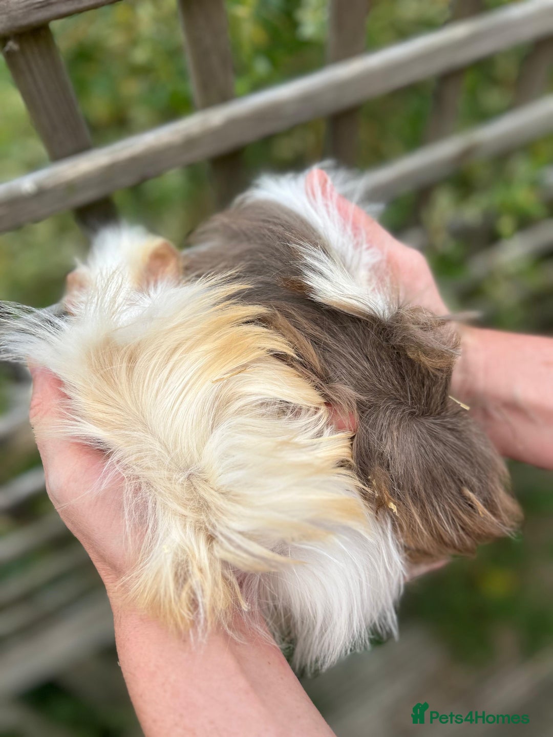 Guinea Pig rodents for sale: Beautiful Baby Guinea Pigs  - Image 4