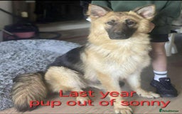 German Shepherd dogs for sale: German shepherd puppies  - Image 16