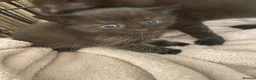 Mixed Breed cats for sale: 4 beautiful mixed breed kittens  in Barnsley - Advert 4