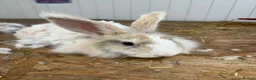 Mini Lop rabbits for sale: Mini lops-raised indoors-vaccinated  - Advert 21