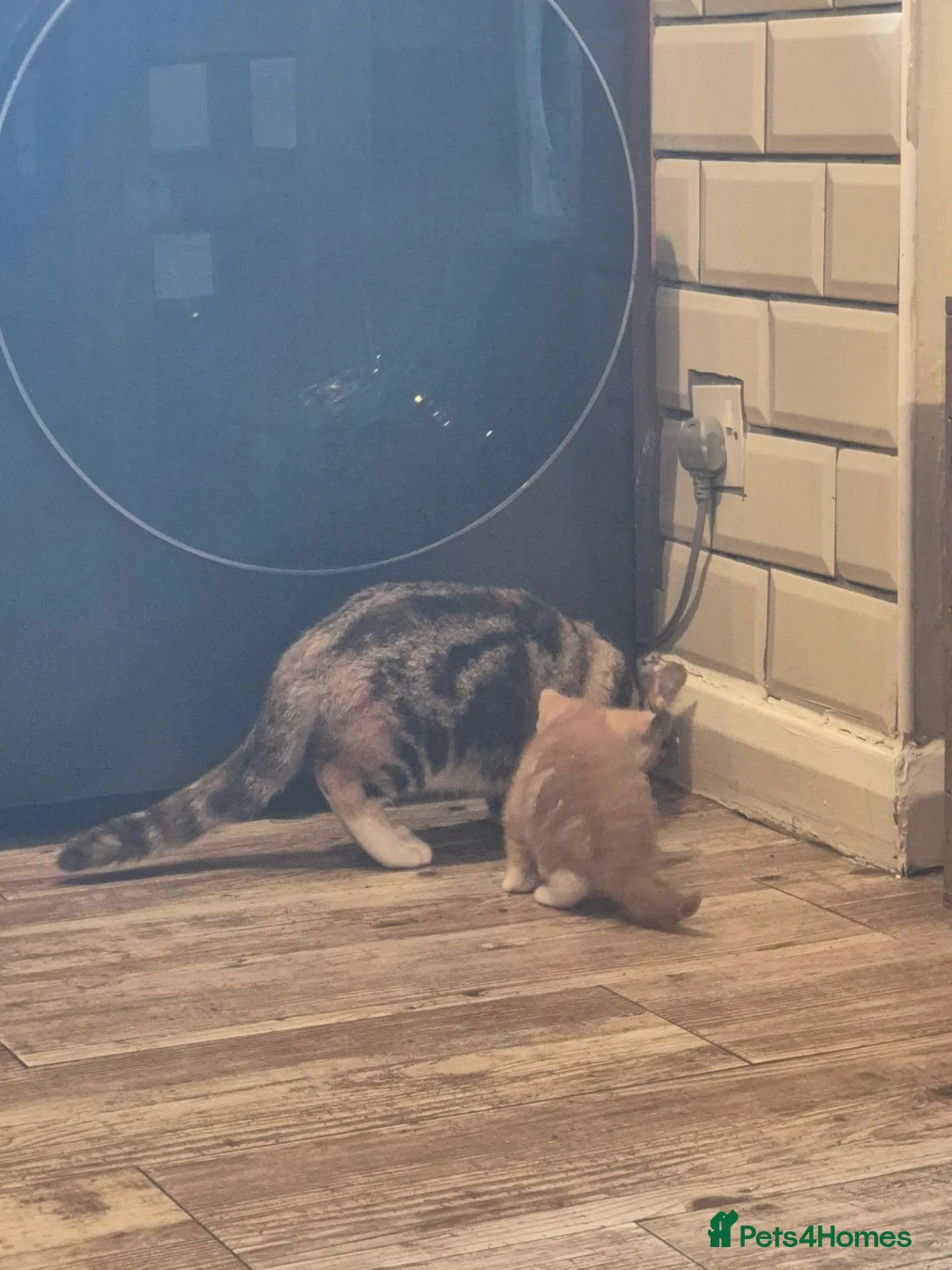 Mixed Breed cats for sale: Beautful litter of kittens - Advert 9