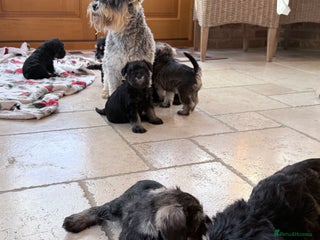 Miniature Schnauzer dogs 🌟Adorable Miniature Schnauzers Puppys 🌟 - Advert 2