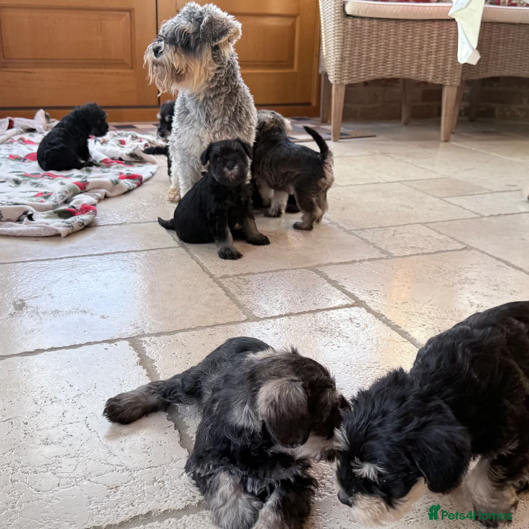 Miniature Schnauzer dogs for sale: 🌟Adorable Miniature Schnauzers Puppys 🌟 - Advert 2