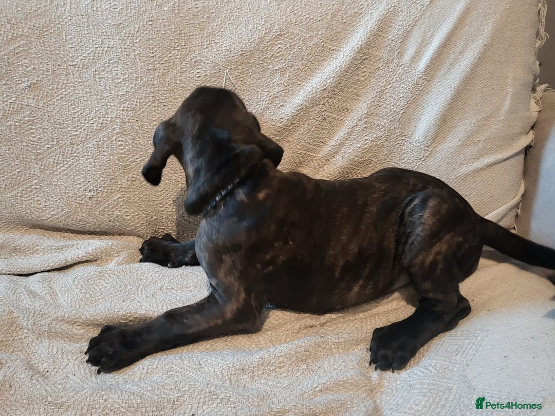 Cane Corso dogs for sale: Cane Corso - Advert 15