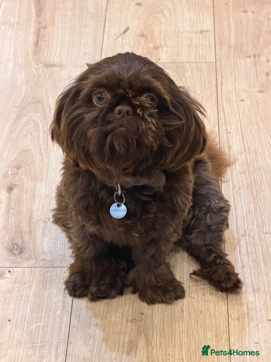 Shih Tzu dogs for sale: Beautiful miniature imperial Shih Tzu - Advert 8