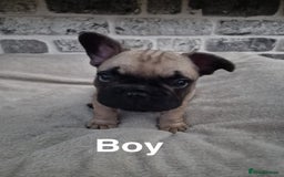 French Bulldog dogs for sale: French Bulldog puppies  - Image 16