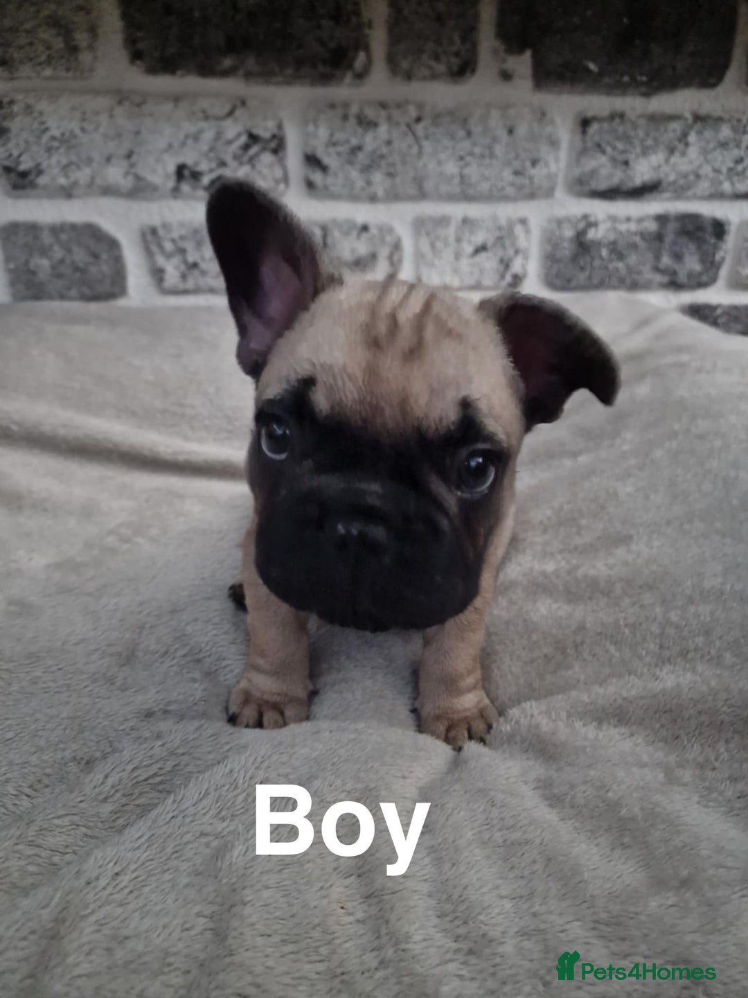 French Bulldog dogs for sale: French Bulldog puppies  - Image 16
