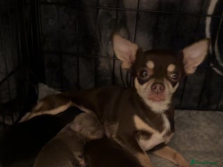 Chihuahua dogs stunning full breed chihuahua puppies - Advert 3