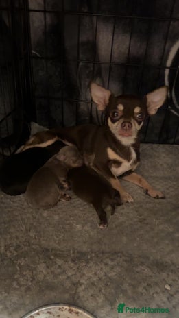 Chihuahua dogs stunning full breed chihuahua puppies - Advert 3