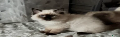 Ragdoll 1