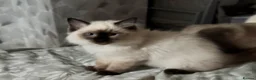 Ragdoll cats for sale: Ragdoll kittens - Advert 36