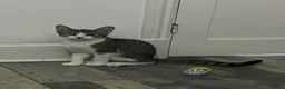 Mixed Breed cats for sale: 3 cuddly kittens for rehome - Advert 16