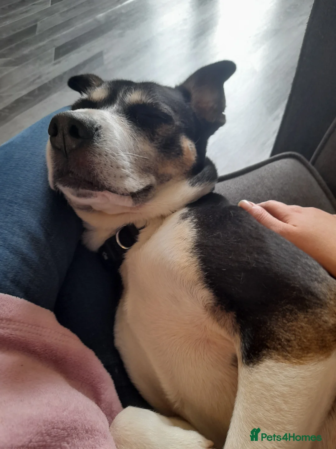 Mixed Breed dogs for sale: Hollie in Pershore - Advert 6