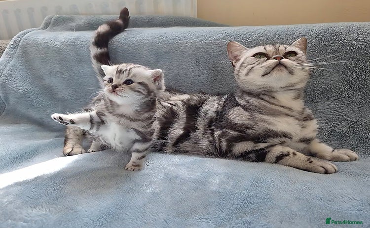 British Shorthair cats - Advert 8