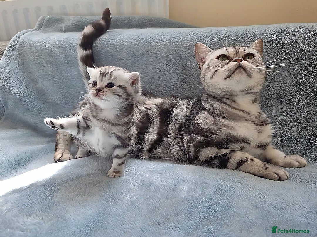 British Shorthair cats for sale: Silver Tabby kitten with his mother  - Image 1
