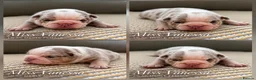English Bulldog dogs for sale: New English bulldog puppies in Londonderry - Advert 6