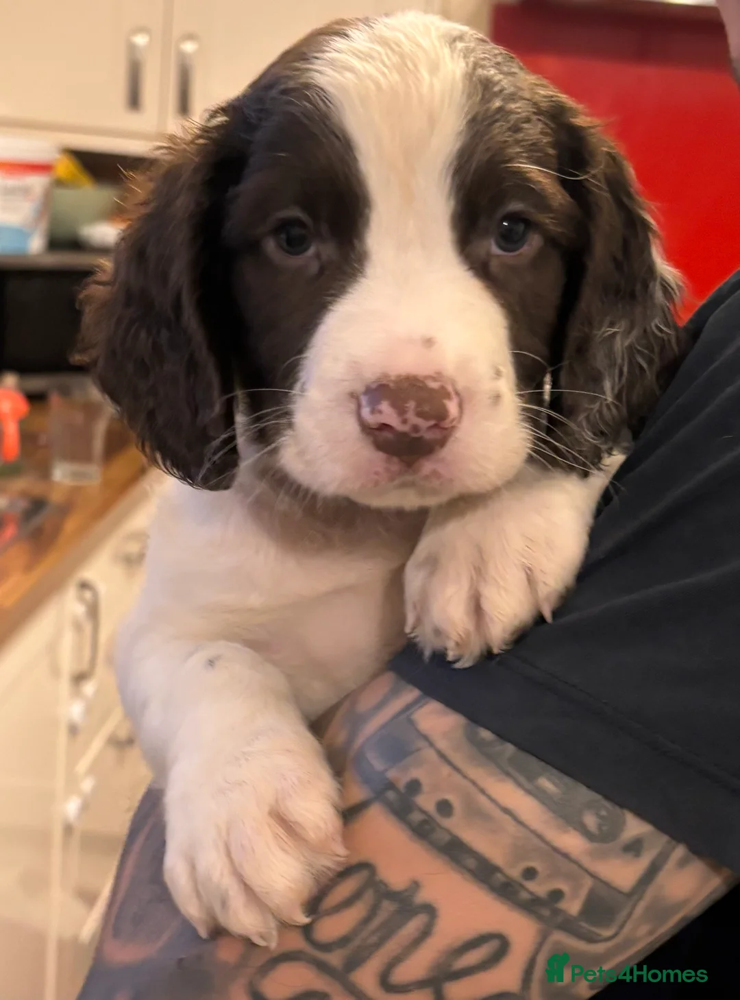 English Springer Spaniel dogs for sale: Absolutely stunning intelligent springer spaniels  - Advert 2