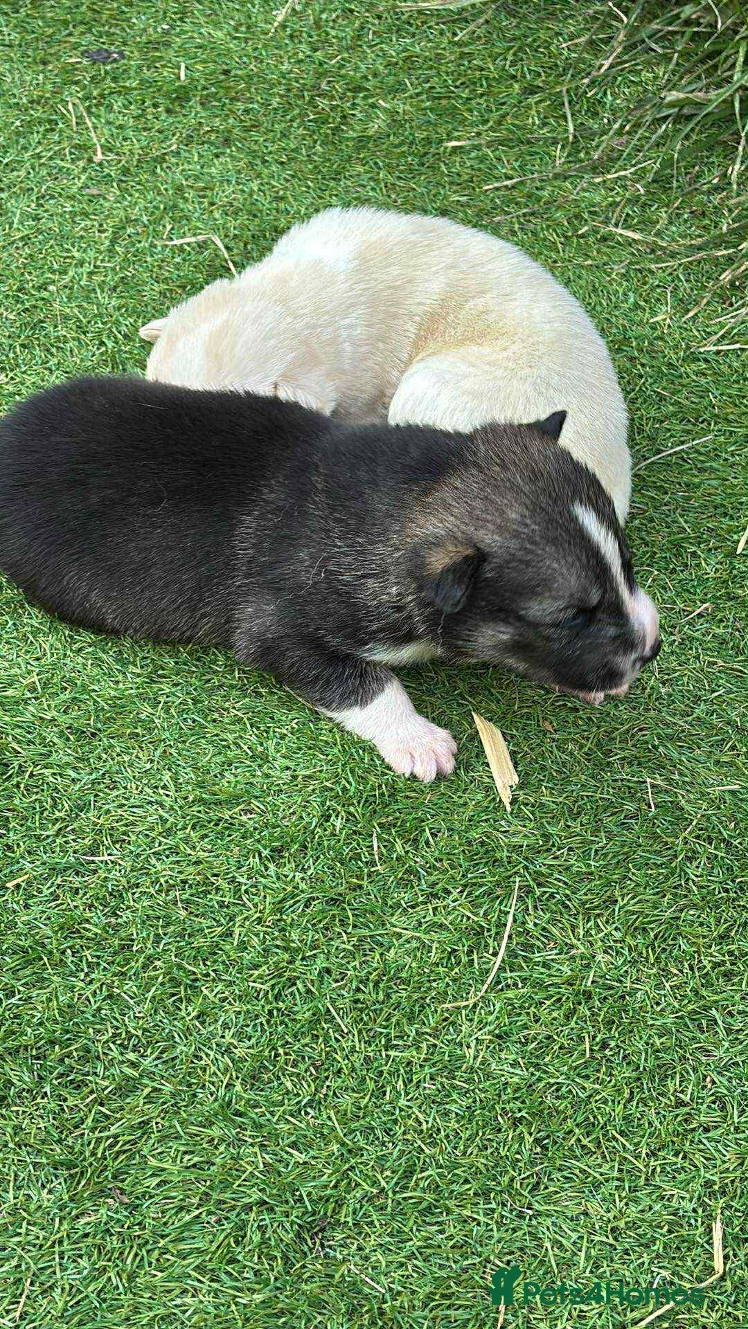 Siberian Husky dogs for sale: husky - Image 4