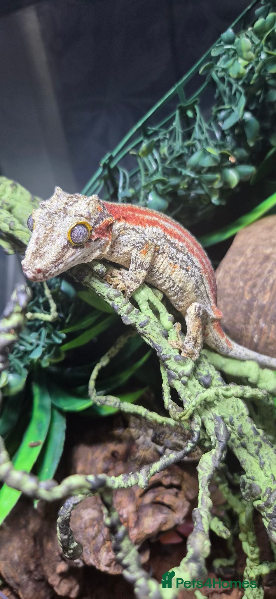 Gecko reptiles Baby and adult gargoyle geckos,baby cresties lilys - Advert 1