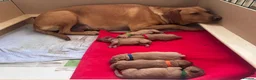 Labrador Retriever dogs for sale: KC registered Fox Red Labrador Puppies - Advert 6