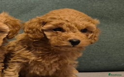 Toy Poodle dogs for sale: Beautiful Red Toy Poodles - Image 14