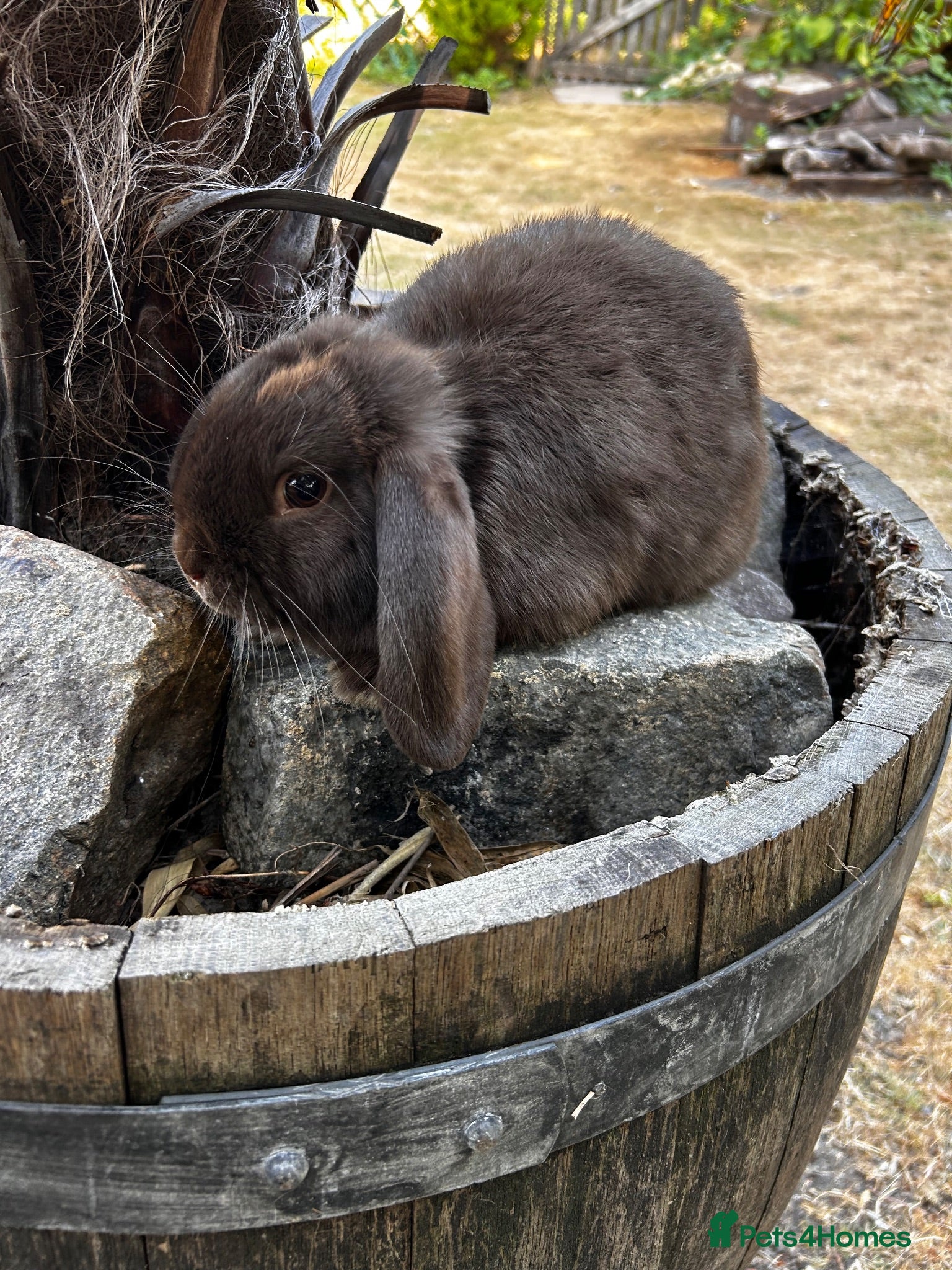 Mini Lop rabbits Stunning pure bred mini lops  - Advert 2