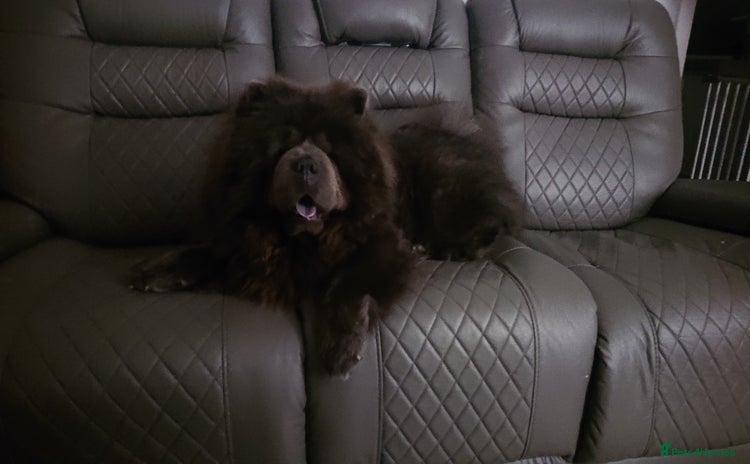 Chow Chow dogs - Advert 1