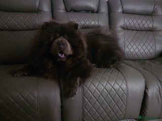 Chow Chow dogs 💙 Blue Kc chow chow Stud🔥💙🔥 - Advert 2