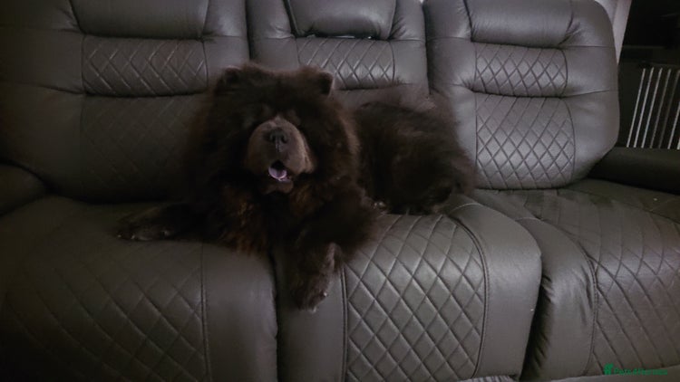 Chow Chow dogs - Advert 1