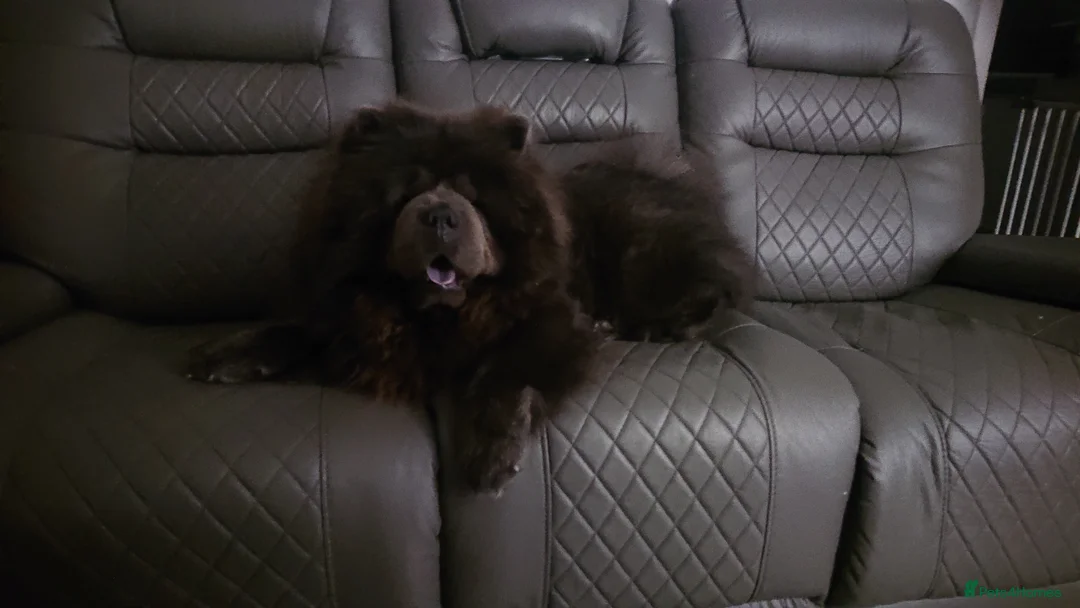 Chow Chow dogs for stud: 💙 Blue Kc chow chow Stud🔥💙🔥 - Advert 2