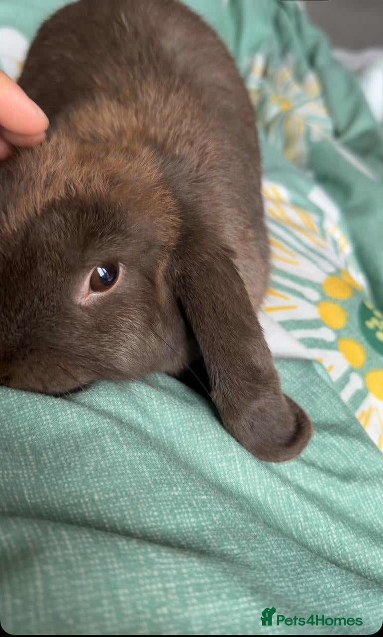Mini Lop rabbits for sale: Purebred mini lop in Bournemouth - Advert 3