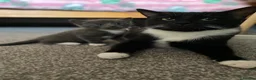 Mixed Breed cats for sale: Mixed breed kittens  - Advert 9