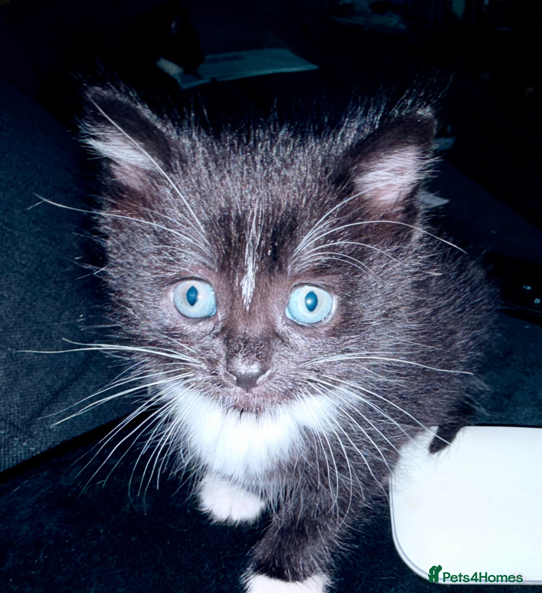 British Shorthair cats 2 Tuxedo kittens - Advert 2