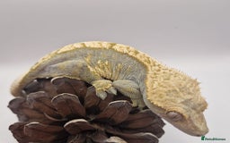Gecko reptiles for sale: Proven Adult female Crested Gecko - Image 2