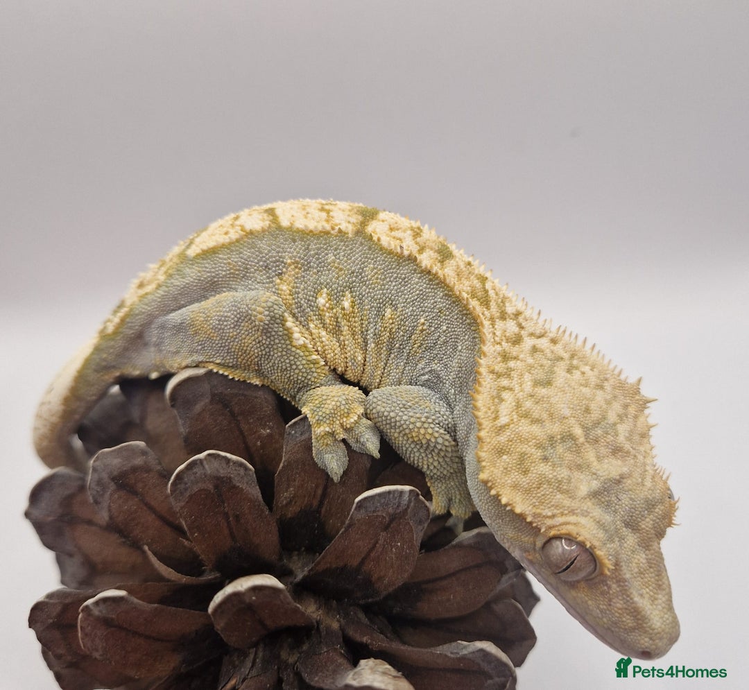 Gecko reptiles for sale: Proven Adult female Crested Gecko - Image 2